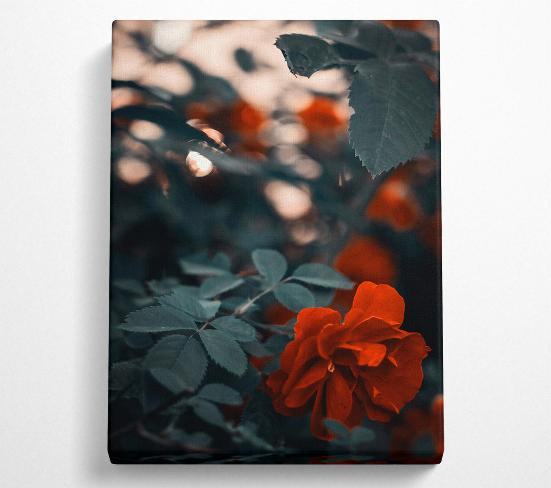  A Canvas Print of Crimson Bloom'S Embrace Canvas Wall Art