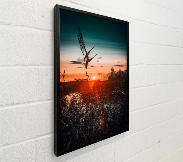 Orange Sunset Reeds