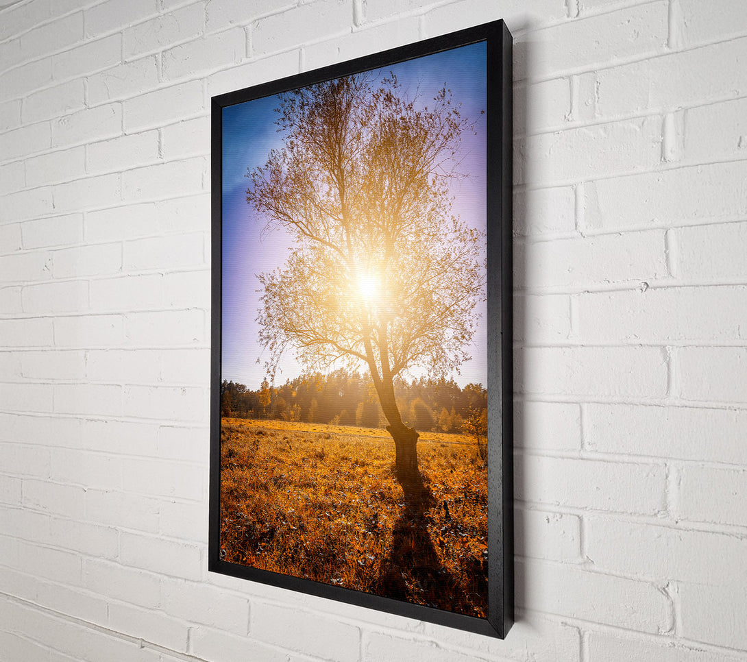  A Canvas Print of Golden Sunlit Tree Canvas Art