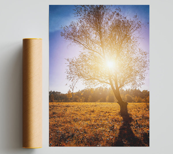 Golden Sunlit Tree Giclee Print