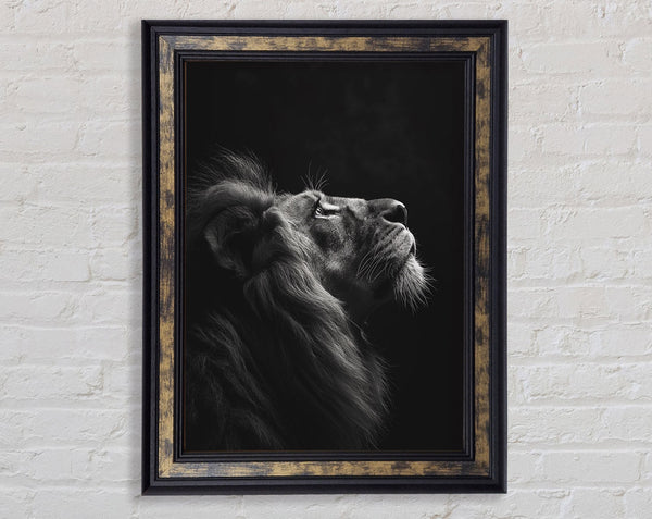 Lion Framed Print