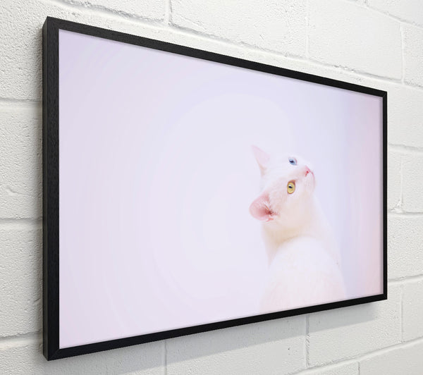 White Cat Gaze
