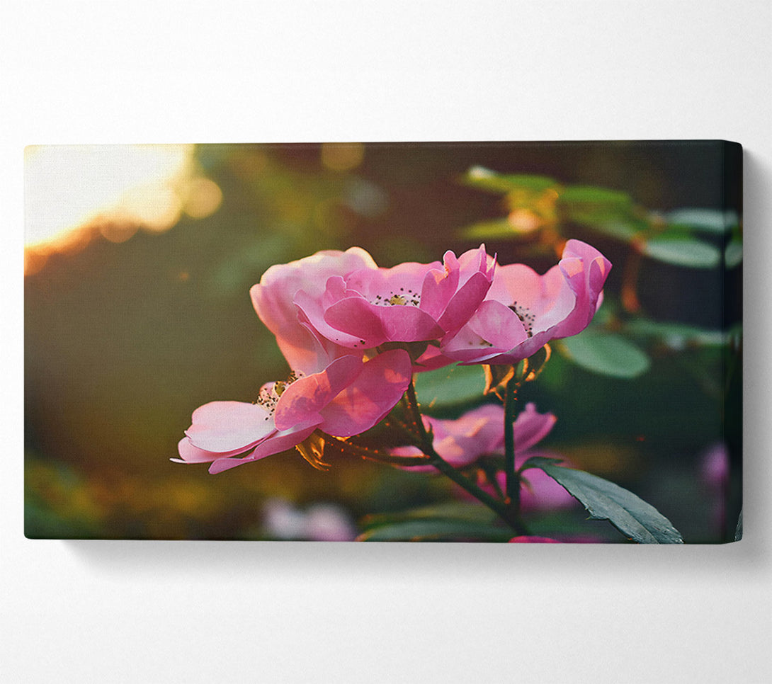  A Canvas Print of Pink Rose Glow Canvas Wall Art