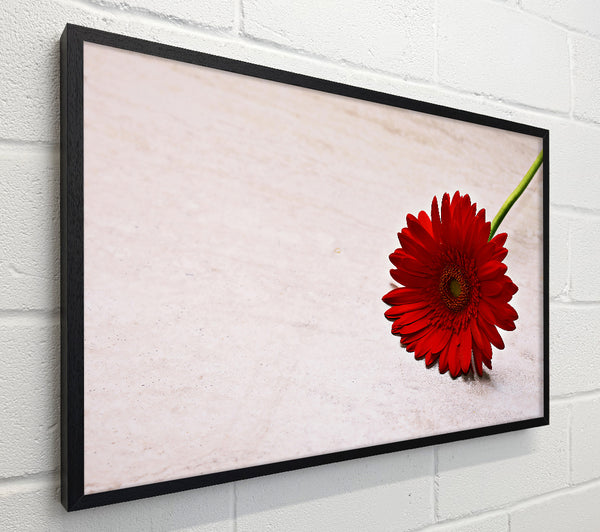 Crimson Bloom On White