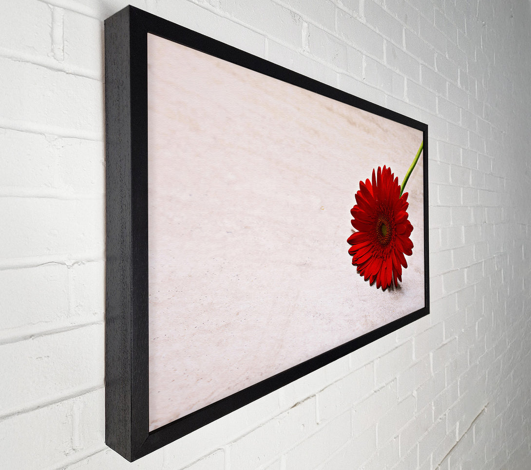  A Canvas Print of Crimson Bloom On White Canvas Wall Art