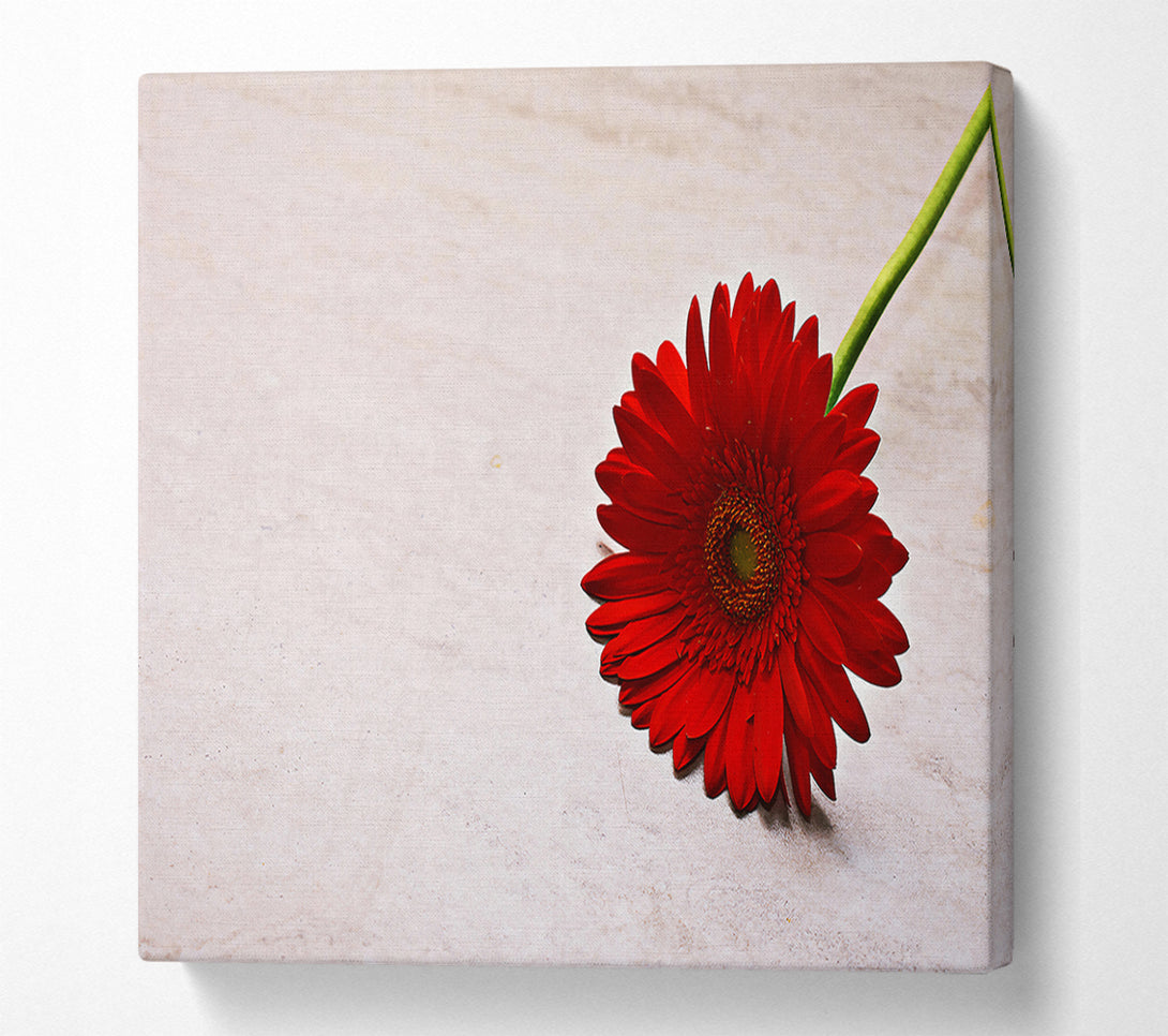  A Canvas Print of Crimson Bloom On White Canvas Wall Art
