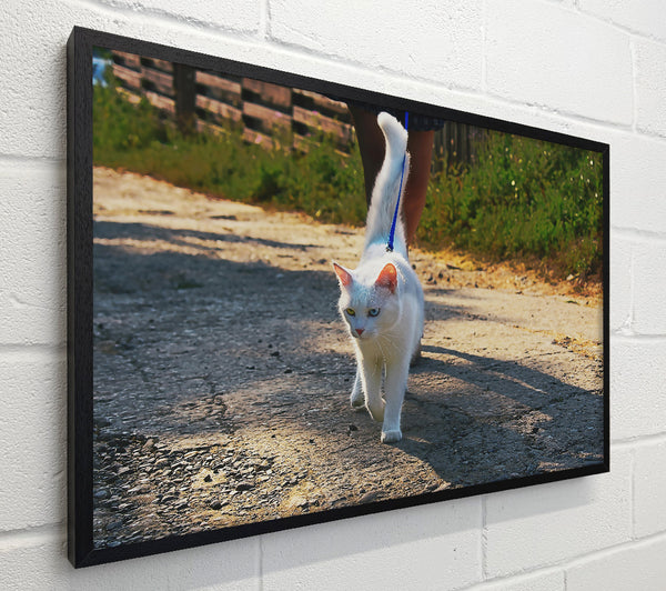 White Cat On A Walk
