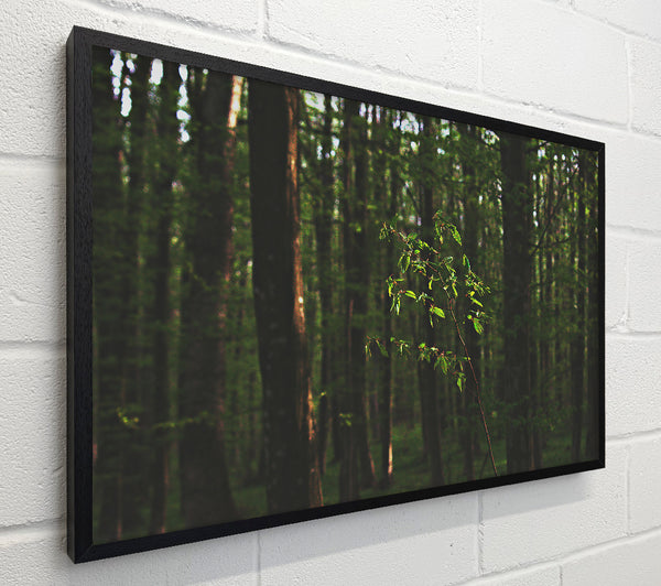 Green Light In The Woods