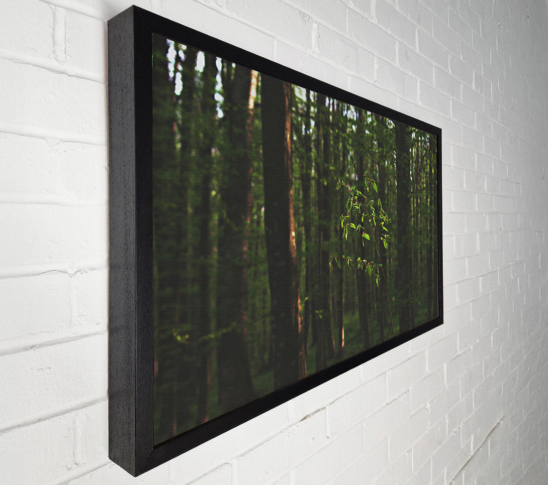  A Canvas Print of Green Light In The Woods Canvas Print