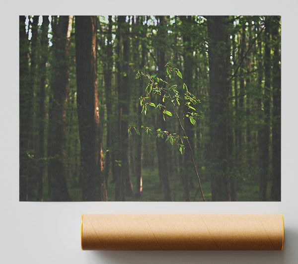 Green Light In The Woods Print