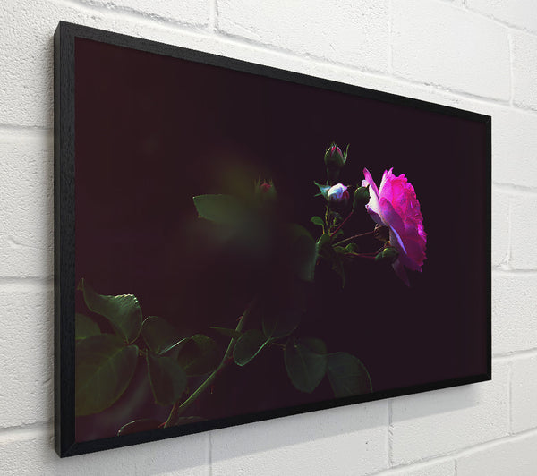 Pink Rose In Darkness