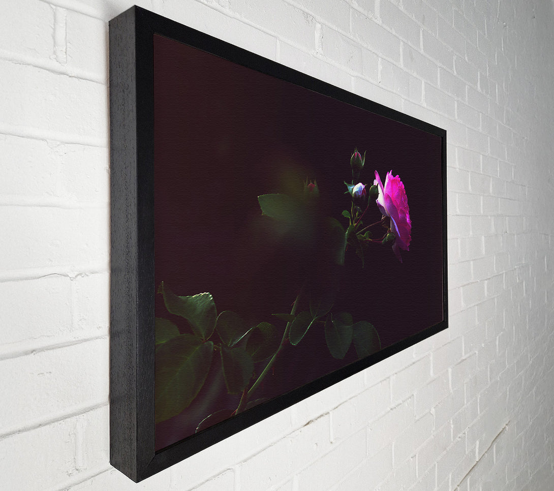  A Canvas Print of Pink Rose In Darkness Canvas Wall Art