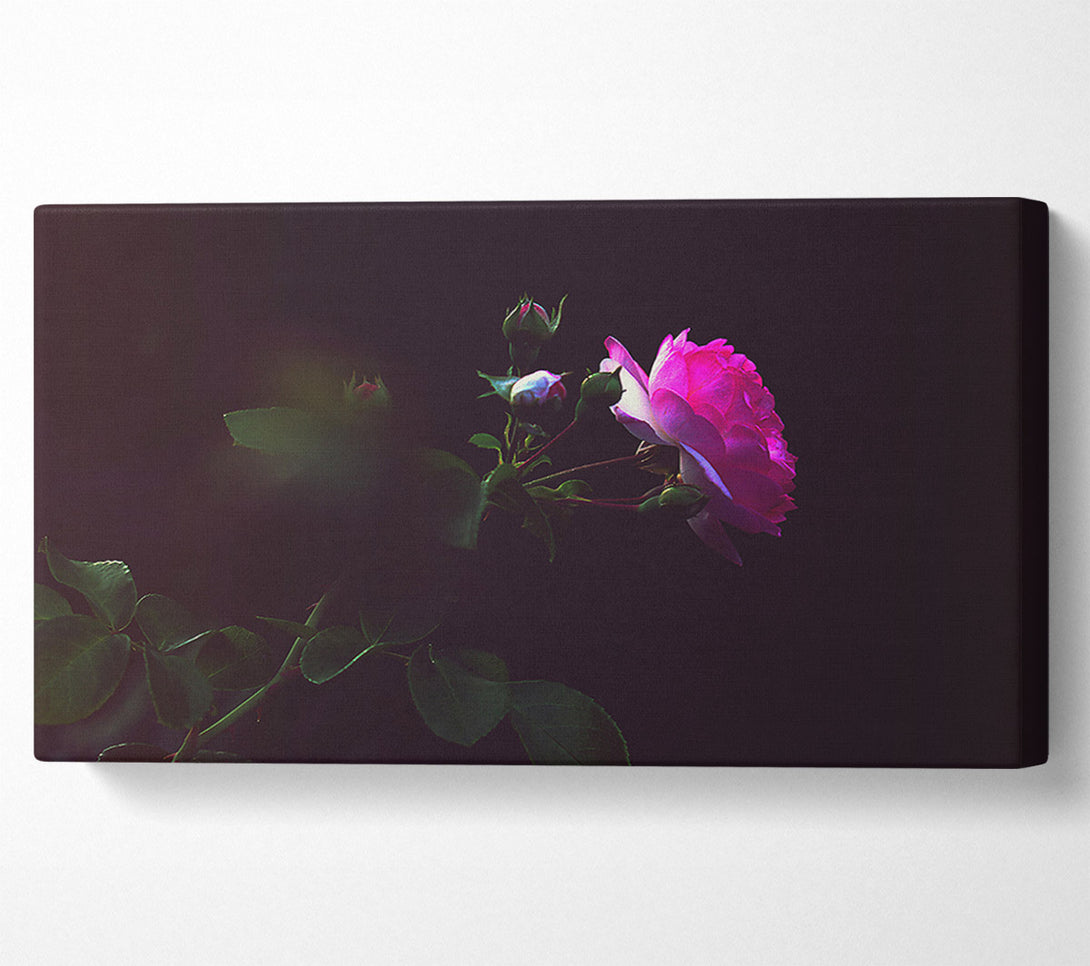  A Canvas Print of Pink Rose In Darkness Canvas Wall Art