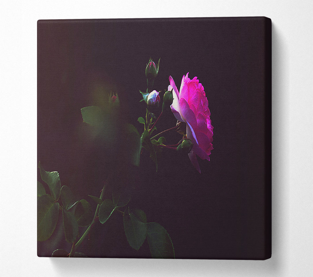  A Canvas Print of Pink Rose In Darkness Canvas Wall Art