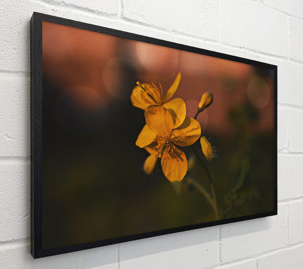 Golden Bloom'S Light