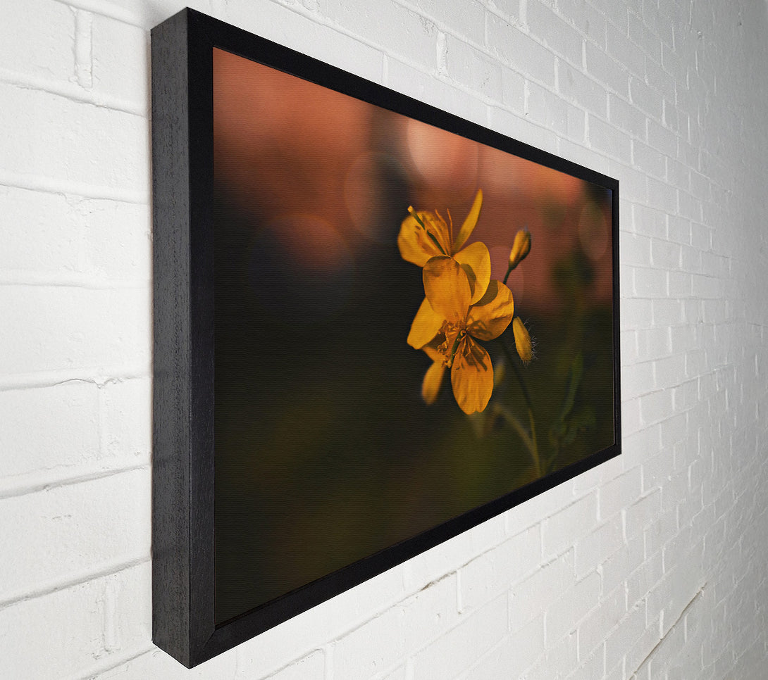  A Canvas Print of Golden Bloom'S Light Canvas Art