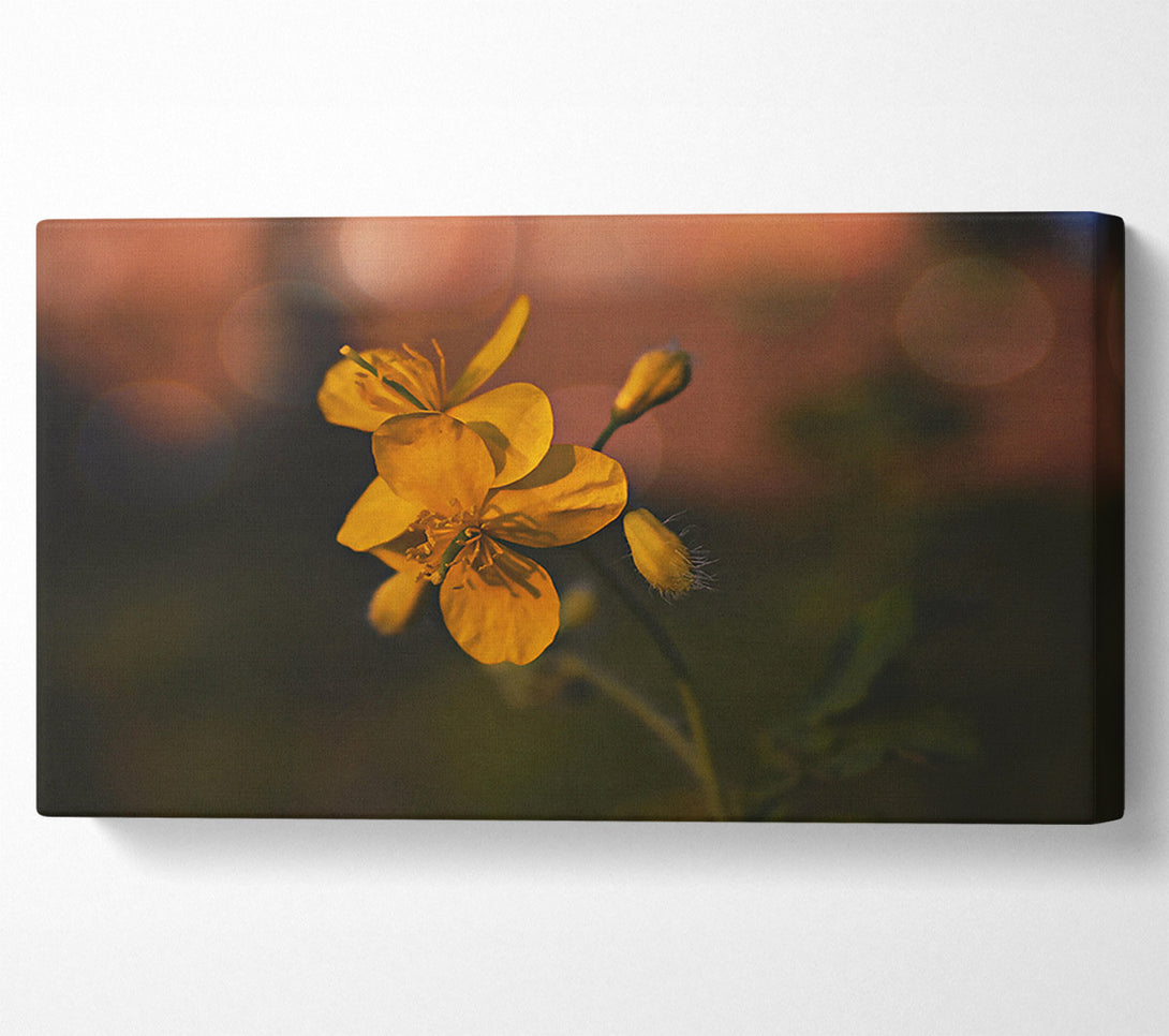  A Canvas Print of Golden Bloom'S Light Canvas Art