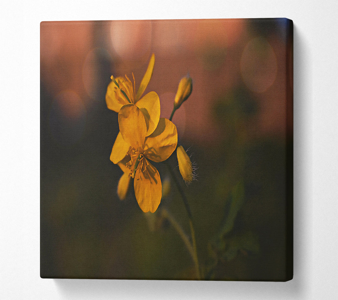  A Canvas Print of Golden Bloom'S Light Canvas Art