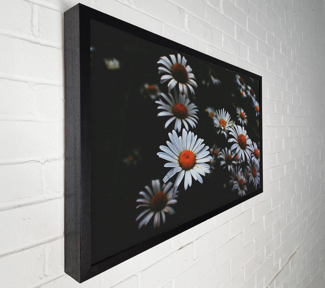 A Canvas Print of White Daisies In Darkness Canvas Wall Art