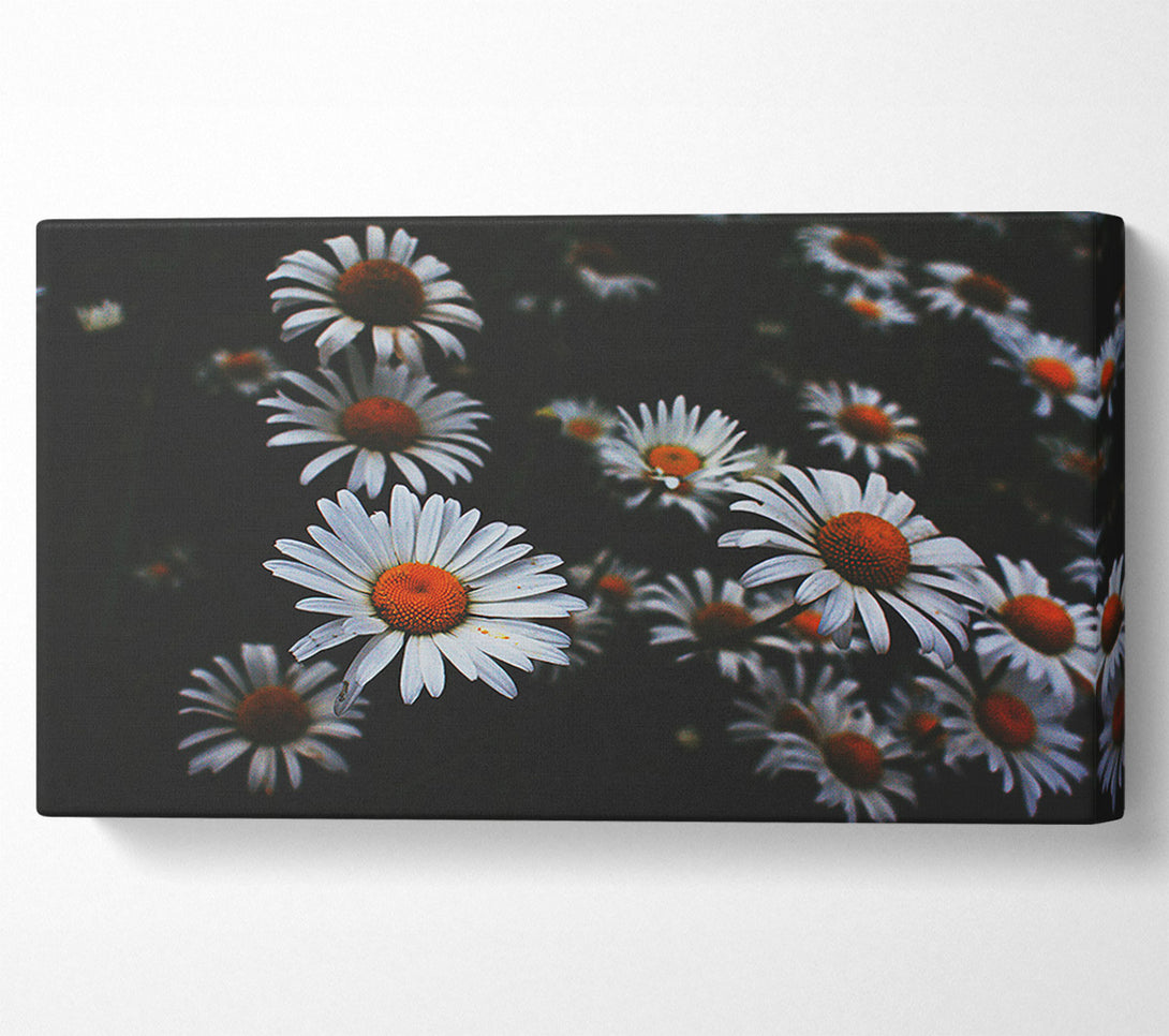  A Canvas Print of White Daisies In Darkness Canvas Wall Art