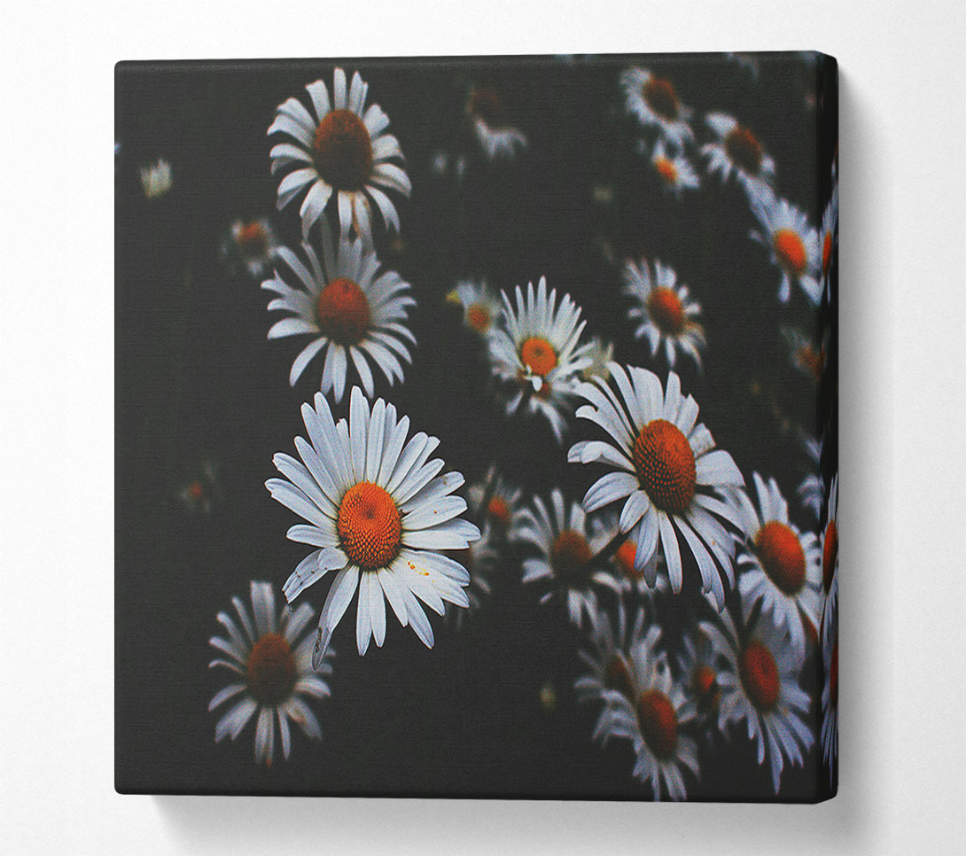  A Canvas Print of White Daisies In Darkness Canvas Wall Art