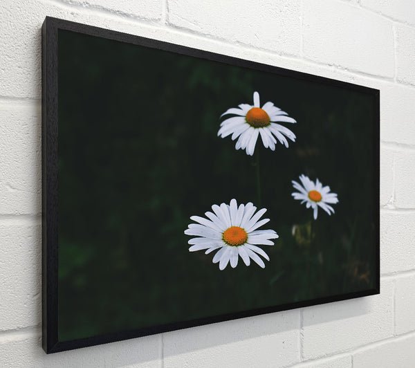 White Daisies In Dark