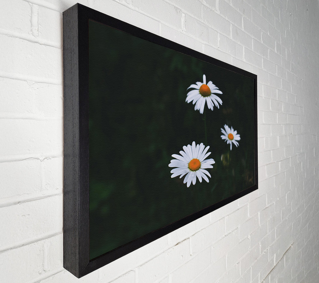  A Canvas Print of White Daisies In Dark Canvas Art