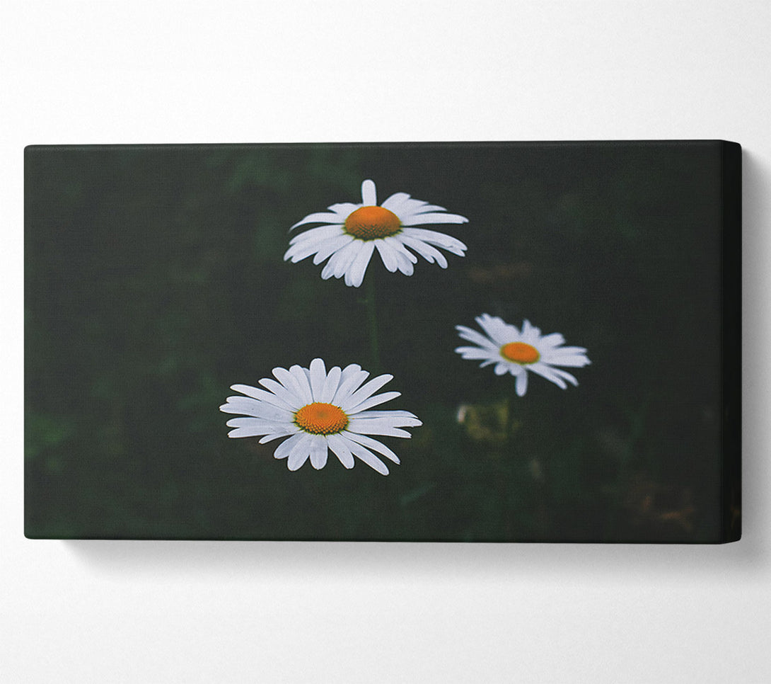  A Canvas Print of White Daisies In Dark Canvas Art