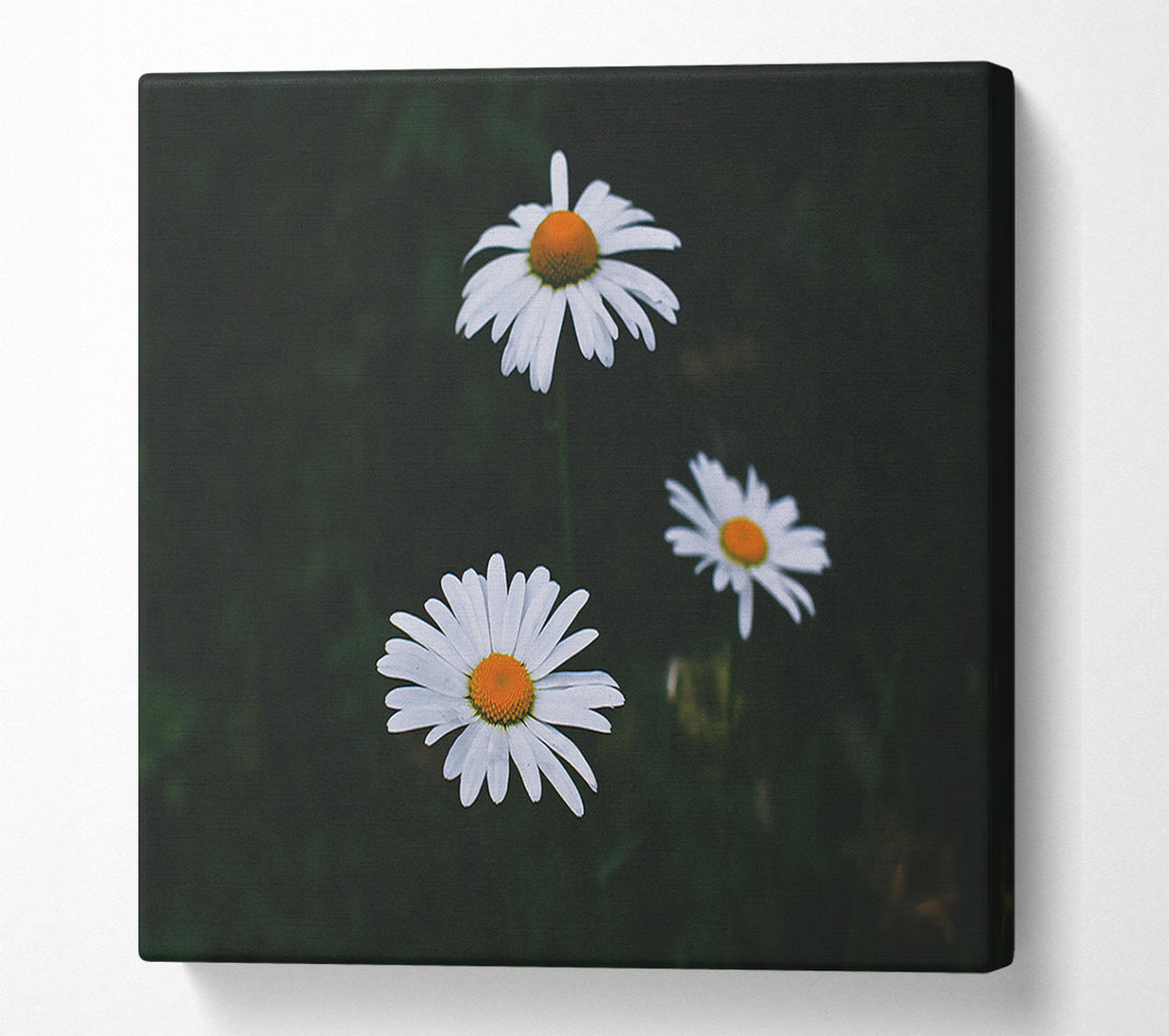  A Canvas Print of White Daisies In Dark Canvas Art