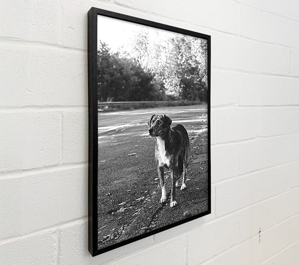 Grey Dog'S Gaze