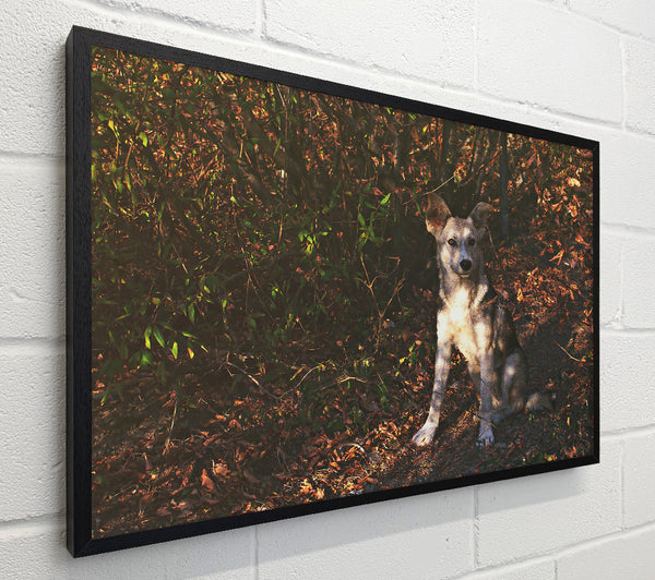 Golden Brown Pup In Woods