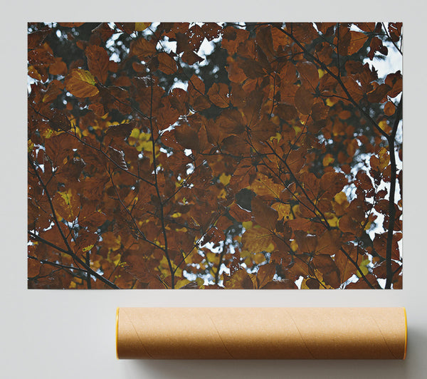 Autumnal Brown Canopy Print