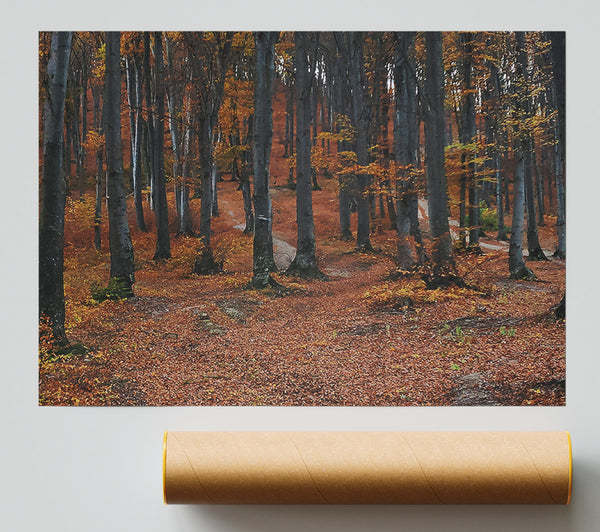 Autumn'S Brown Path Poster