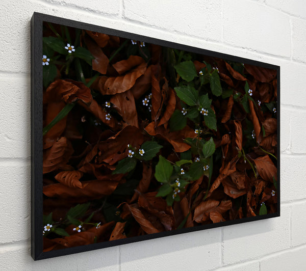 Brown Leaves And White Blooms.