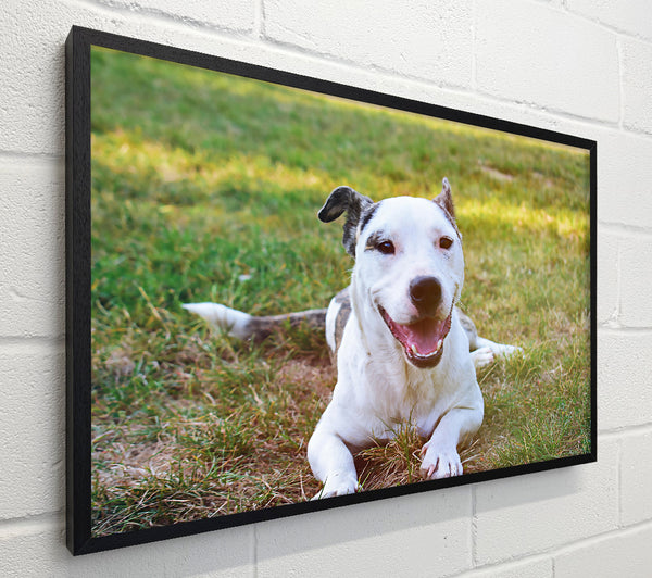 White Dog'S Joy