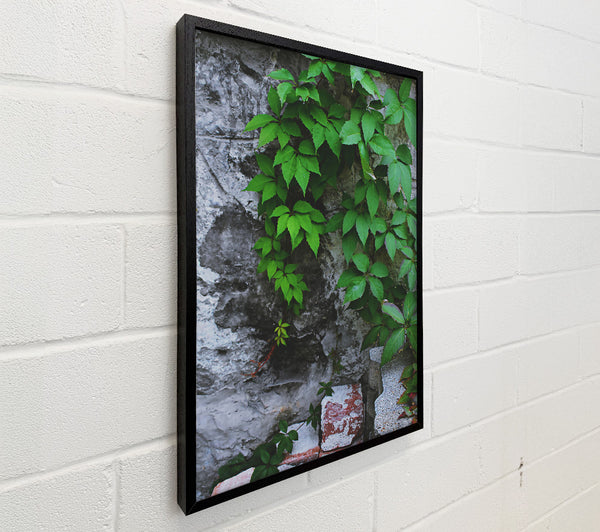 Green Wall Growth
