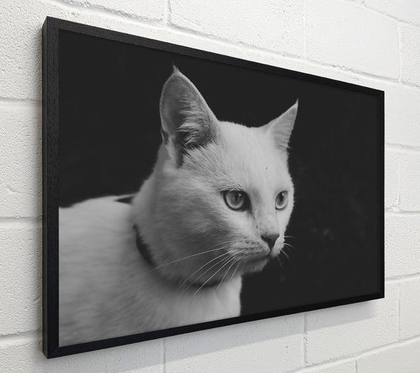 White Cat Stare