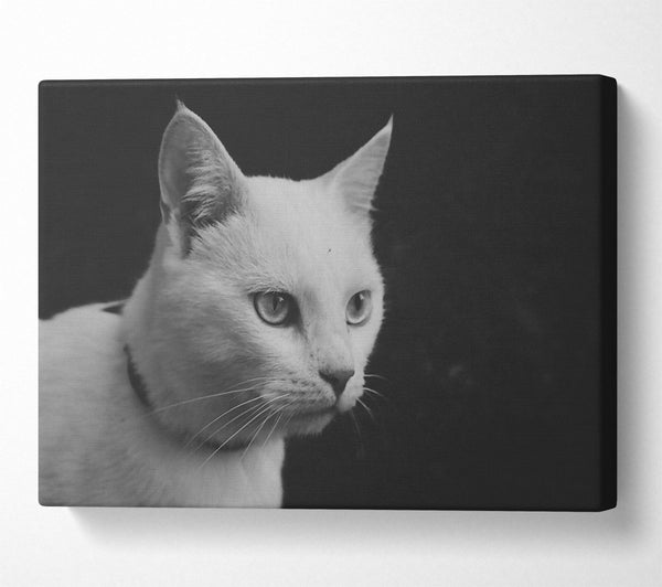White Cat Stare