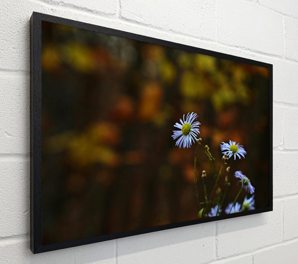 Purple Bloom In Brown