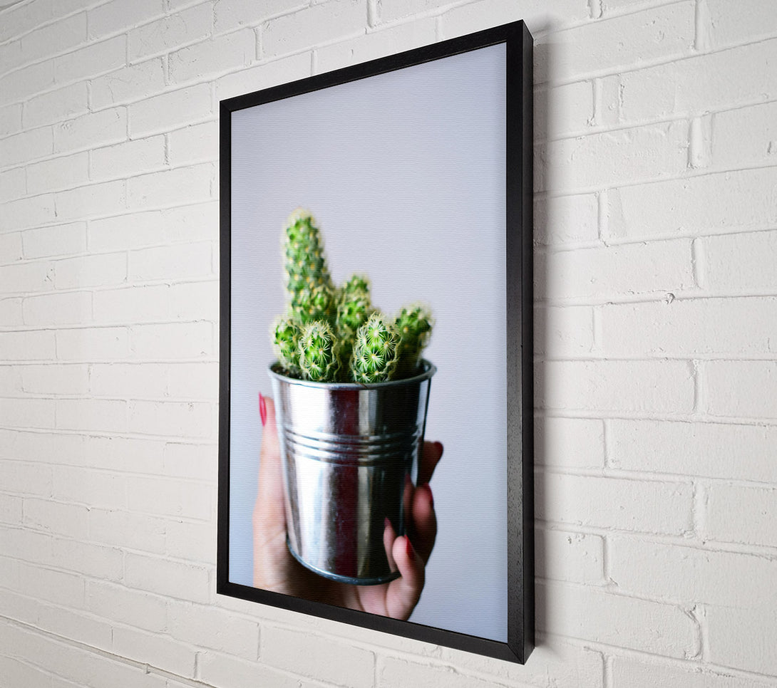  A Canvas Print of Silver Cactus Blooms Canvas Print