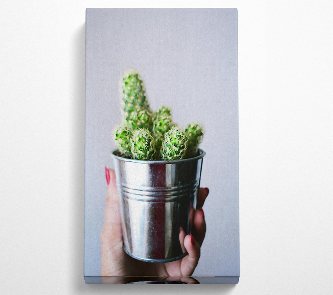  A Canvas Print of Silver Cactus Blooms Canvas Print