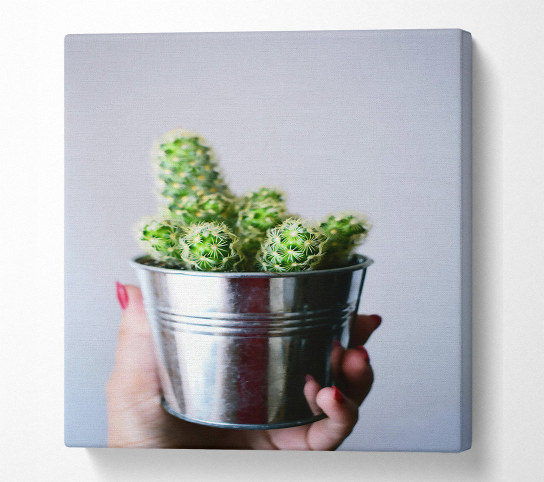  A Canvas Print of Silver Cactus Blooms Canvas Print