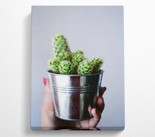  A Canvas Print of Silver Cactus Blooms Canvas Print