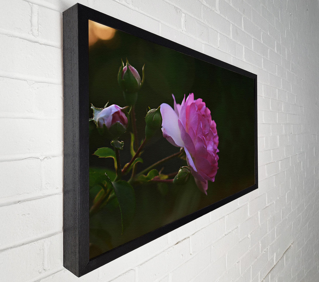  A Canvas Print of Pink Bloom In Dusk Canvas Wall Art