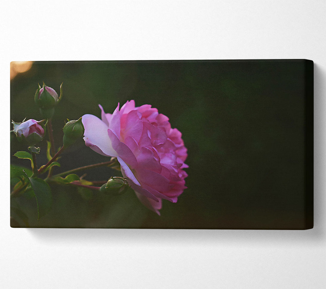  A Canvas Print of Pink Bloom In Dusk Canvas Wall Art