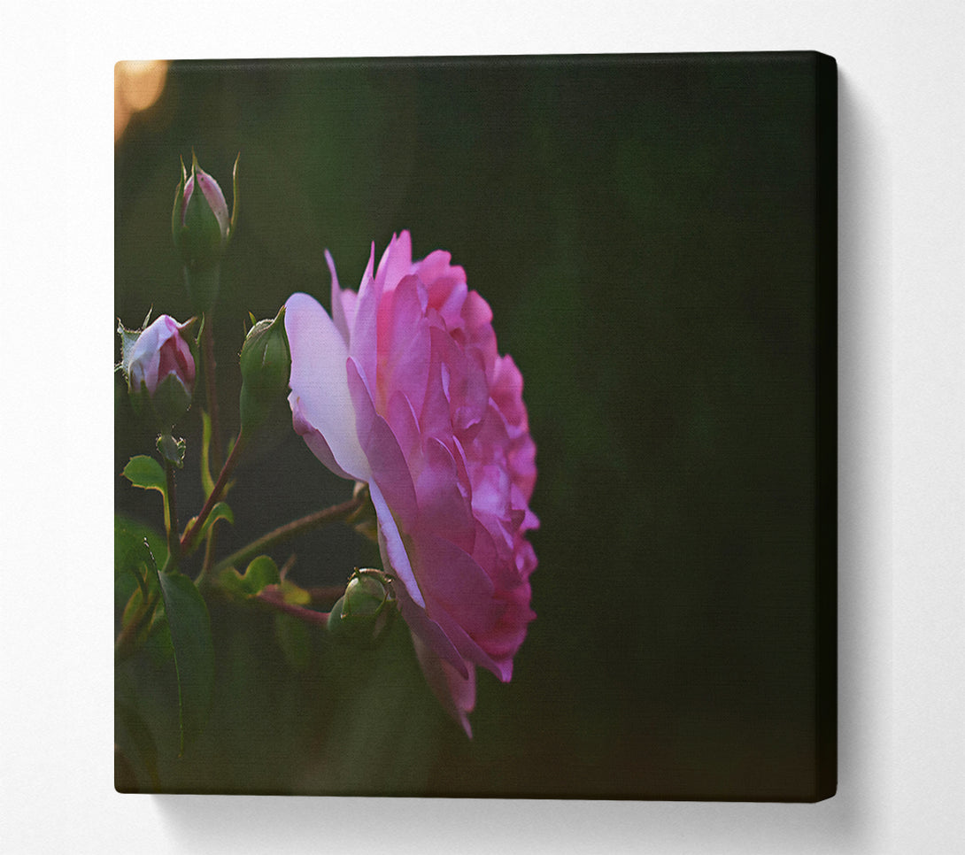  A Canvas Print of Pink Bloom In Dusk Canvas Wall Art