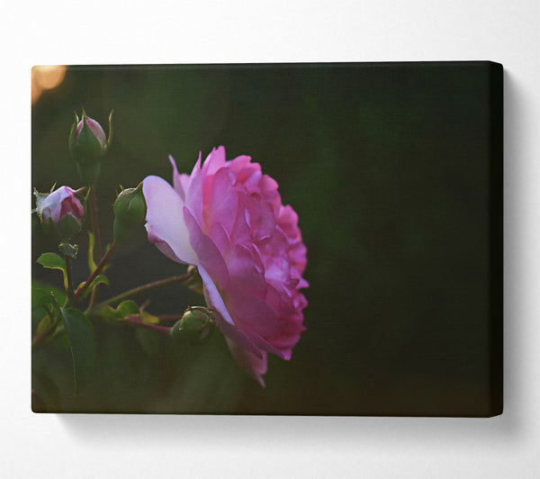  A Canvas Print of Pink Bloom In Dusk Canvas Wall Art