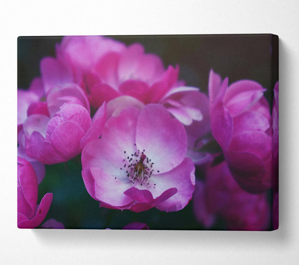  A Canvas Print of Pink Flower Bloom Canvas Art