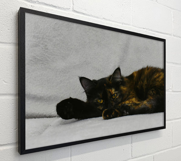 Black And Orange Rest