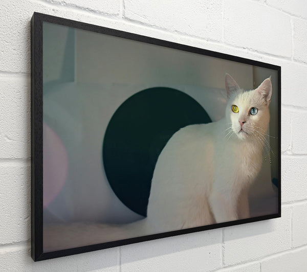 White Cat & Black Circle